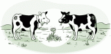 illo_cows.gif